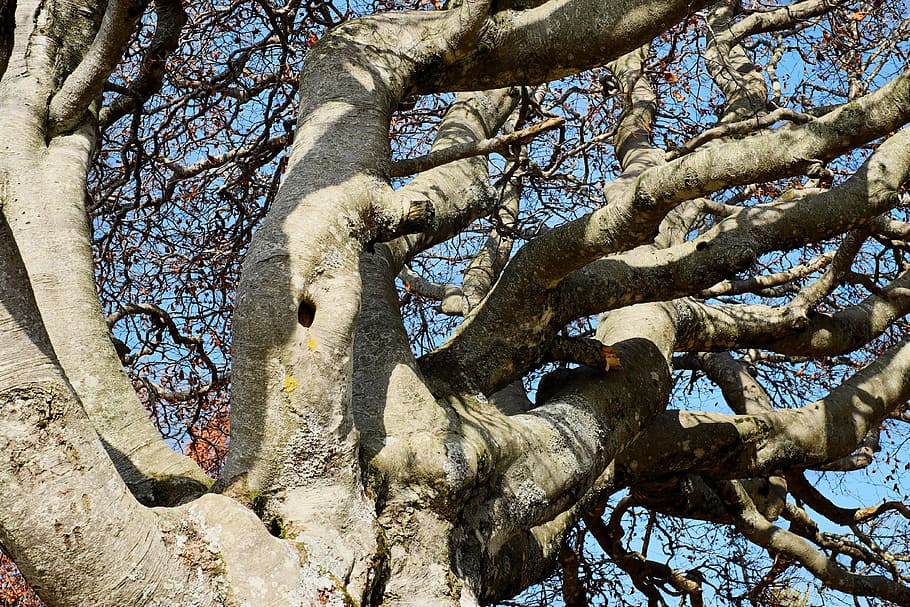 low angle of brown leaf tree, crown, beech, old tree, deciduous tree HD wallpaper