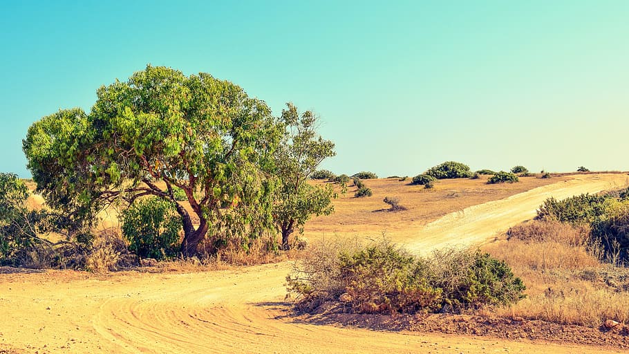 tree, dirt road, dusty, summer, landscape, nature, countryside HD wallpaper