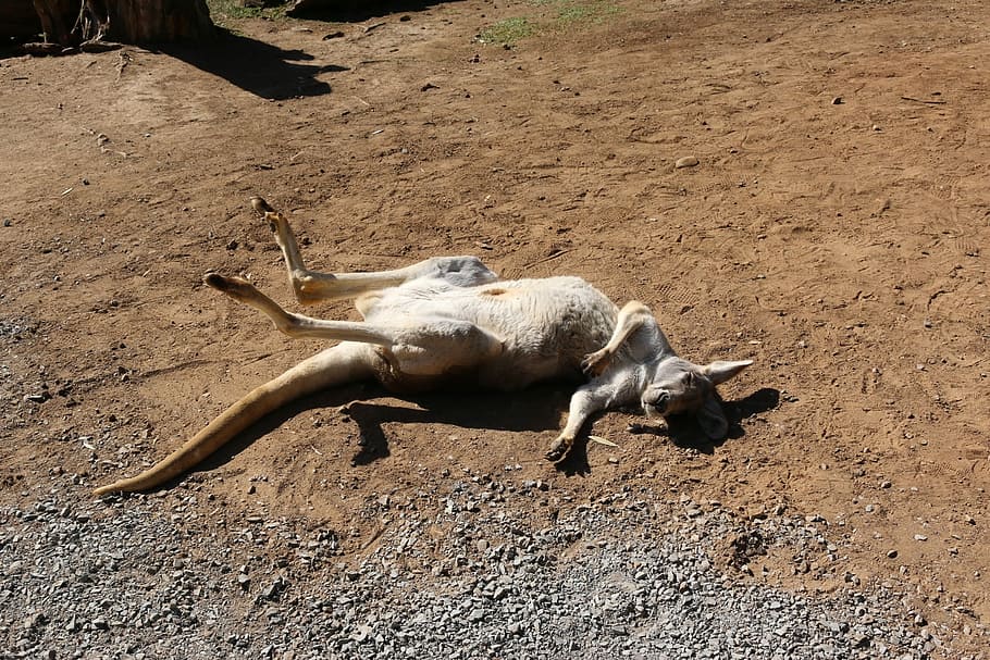 Kangaroo, Australia, Sun, one animal, animal wildlife, animal themes HD wallpaper