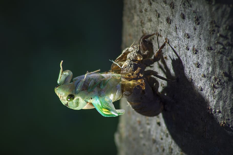 bug, insect, nature, fly, animal, white, symbol, beetle, icon HD wallpaper