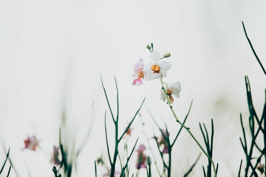 selective focus photography of white petaled flower, white petal flower closeup photo HD wallpaper