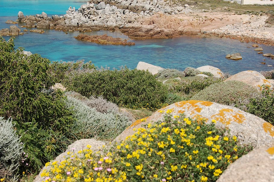 Corsican, Ballad, Maquis, nature, flower, outdoors, water, day, HD wallpaper