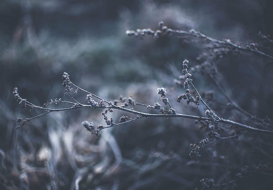 selective focus photography of tree branch, grayscale, plant HD wallpaper