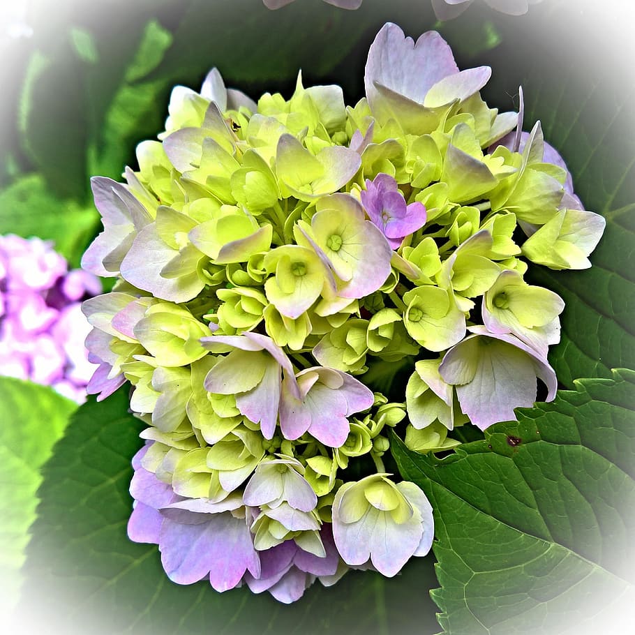 closeup photo of green-and-purple petaled flowers, Plant, Hydrangea HD wallpaper