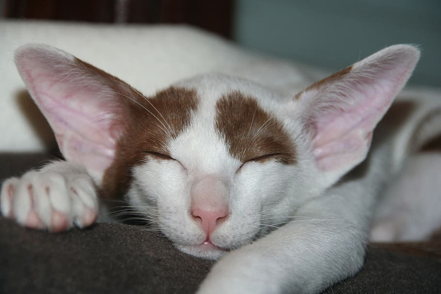 Hd Wallpaper White And Brown Cat Sleeping Dreams Tired Asleep