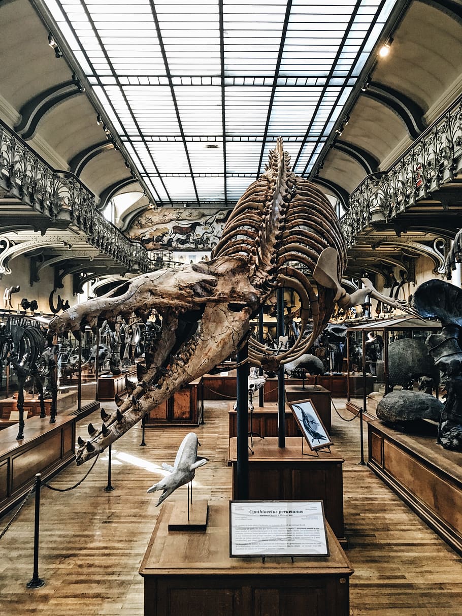 bone, dead, remnant, museum, dinosaur, architecture, building HD wallpaper