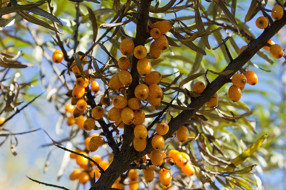 tree, fruit, food, plant, sea-buckthorn, berry, taste, nature, HD wallpaper