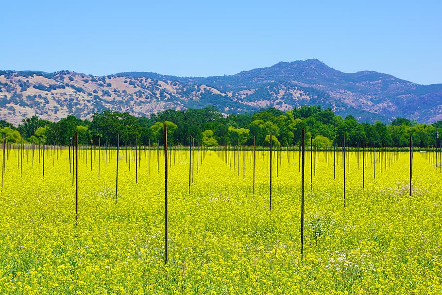 green grass field, napa, napa valley, wine, winery, vineyard, HD wallpaper