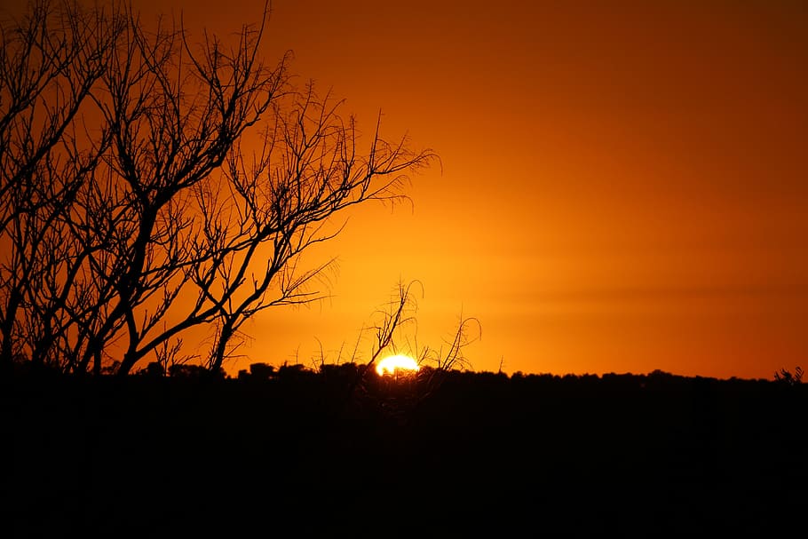 sunset, sky, twilight, dawn, silhouette, orange color, tree HD wallpaper