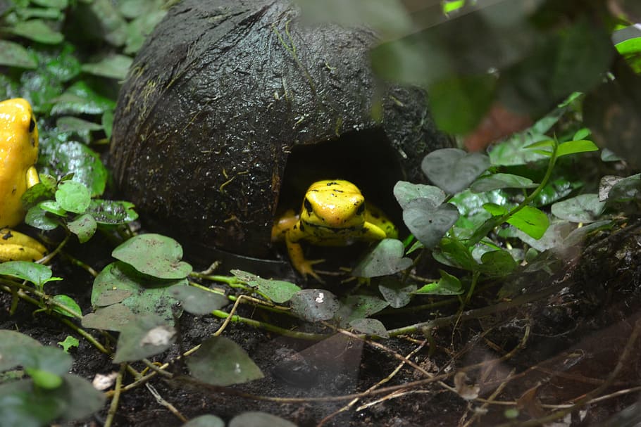 golden poison frog, phyllobates terribilis, golden dart frog
