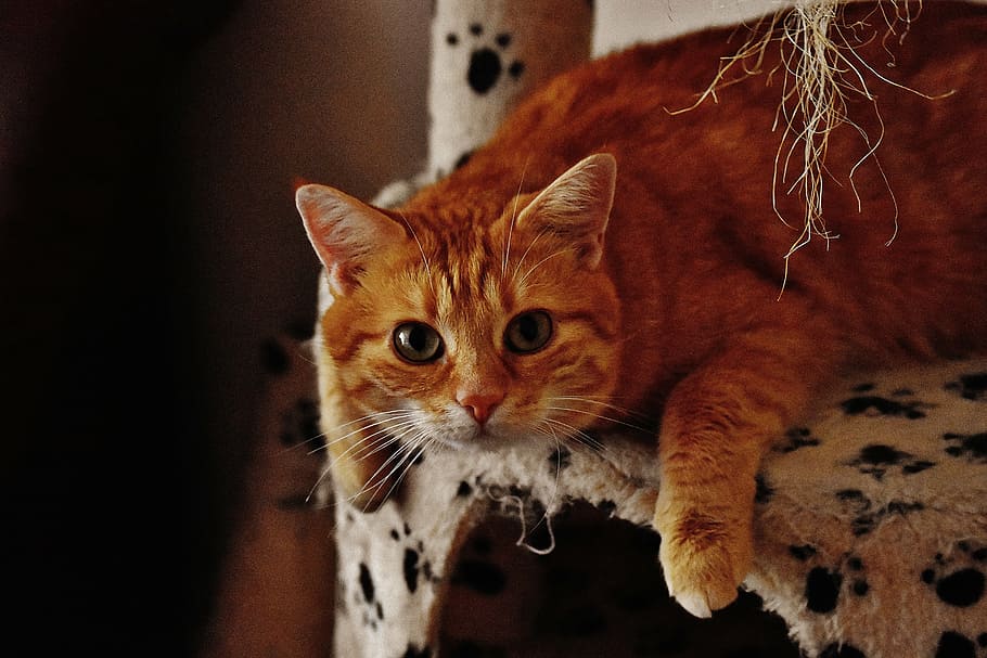 orange tabby cat, red, cute, mackerel, tiger, sweet, cuddly HD wallpaper
