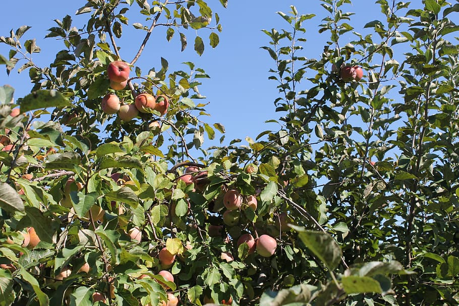 Apple Tree, Apples, Fruit, Food, farm, branch, orchard, nature HD wallpaper
