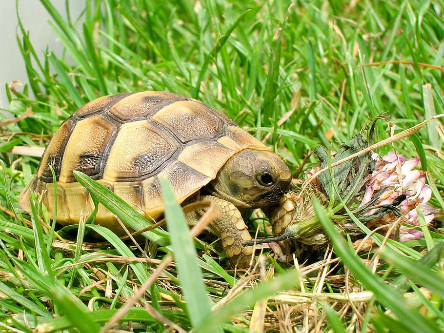 brown turtle on green grass, reptile, tortoise, animal themes HD wallpaper