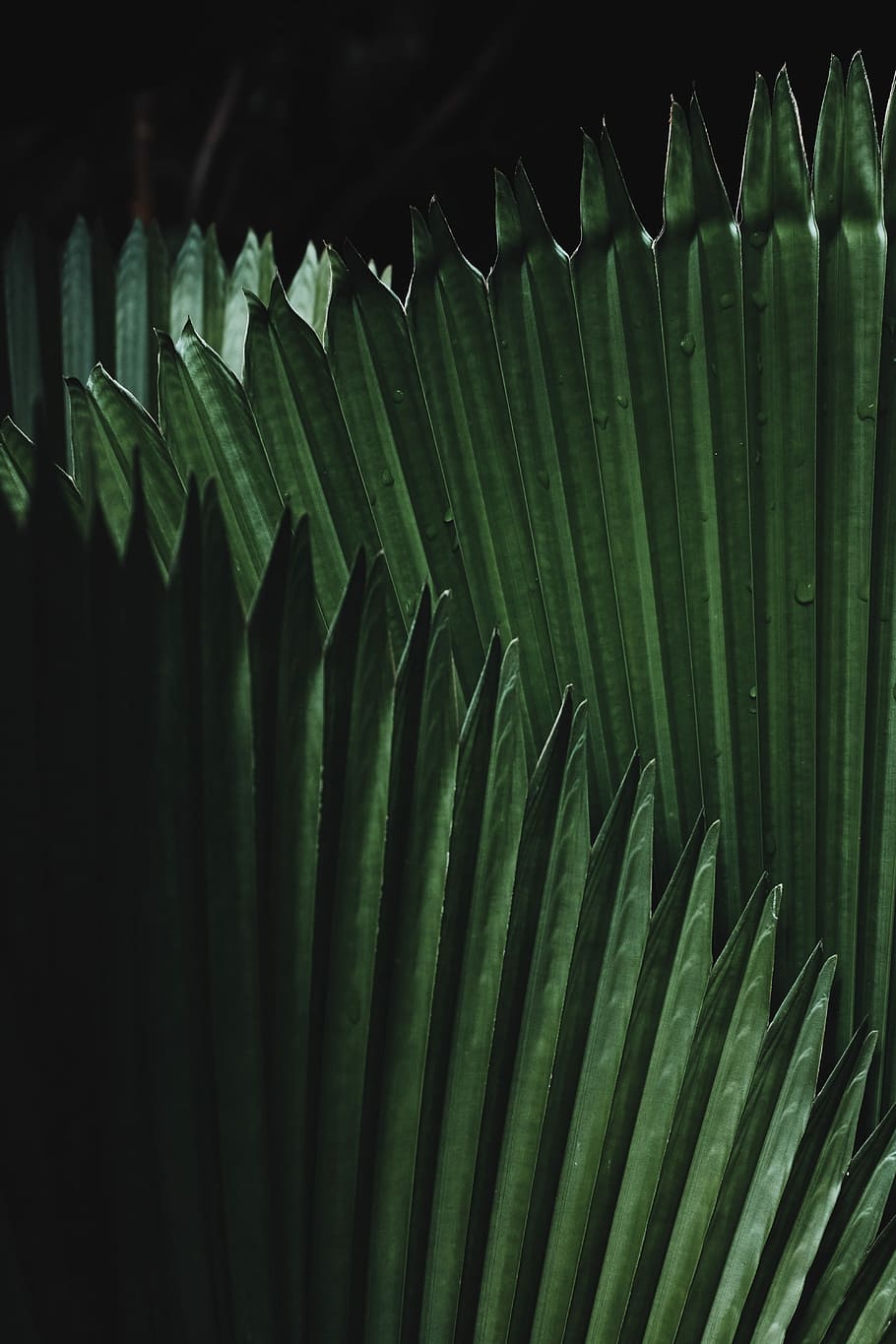 green leaves in macro lens photography, green leafed plant, green color HD wallpaper