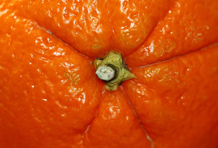 orange, fruit, citrus fruit, stalk, healthy, citrus fruits HD wallpaper
