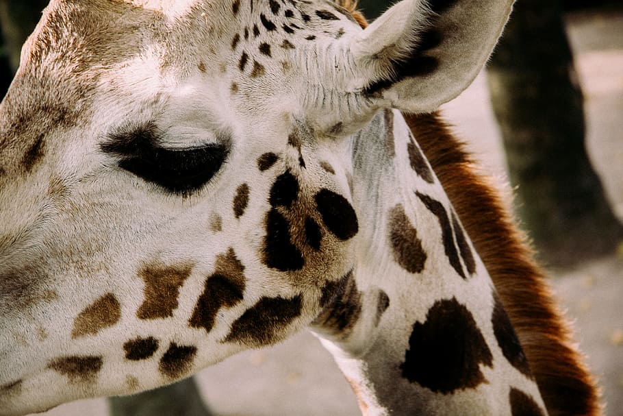 Beautiful giraffe, animals, nature, wildlife, spotted, africa HD wallpaper