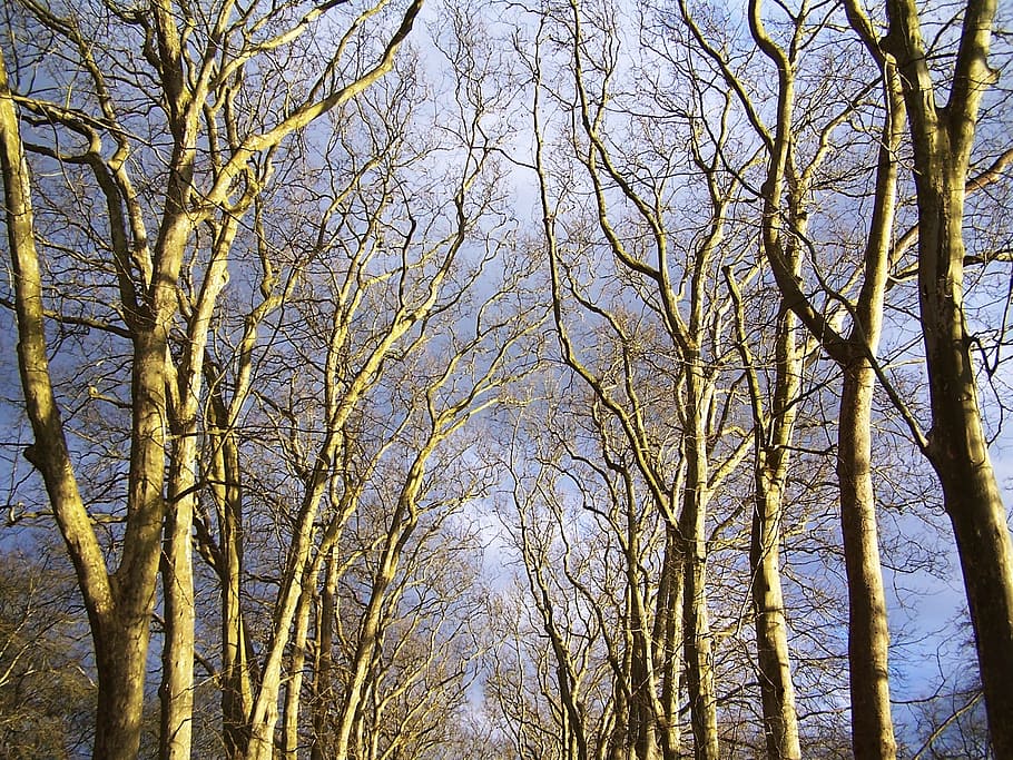 forest, leaf, path, trees, sky, plant, tranquility, low angle view HD wallpaper