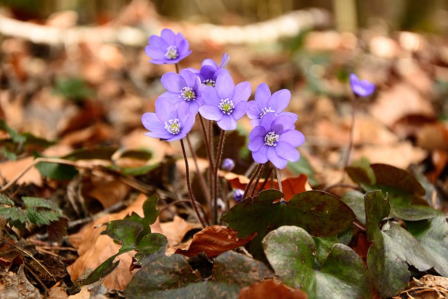 purple petaled flowers, hepatica, blossom, bloom, spring, ground