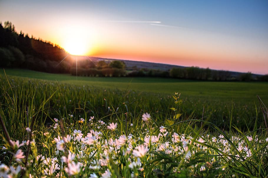 landscape photography of grass field, Sun, Sunset, Sky, abendstimmung HD wallpaper
