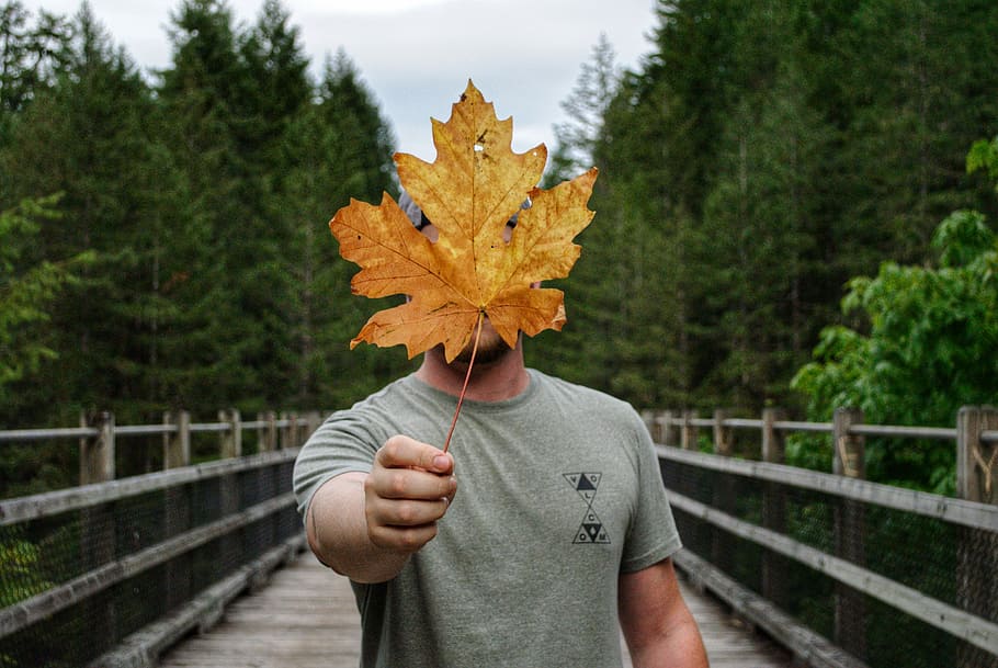 Sign of Changing Times, man holding maple leaf, person, bridge HD wallpaper
