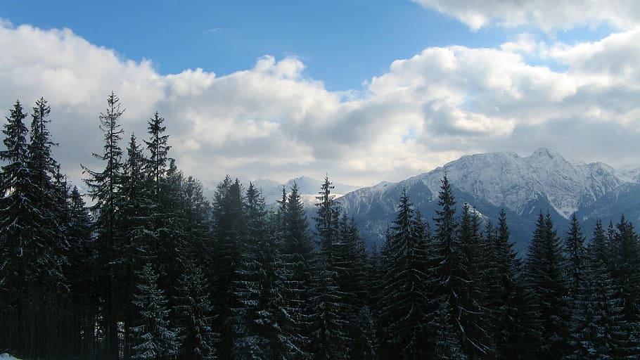 snow, mountain, nature, panoramic, winter, forest, tree, sky HD wallpaper