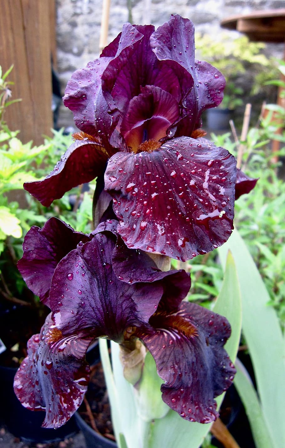 flower, iris, dew, purple, blooming, flowering plant, fragility HD wallpaper