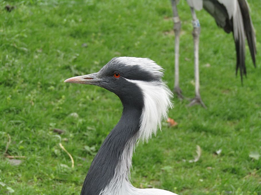 bird, head, beak, portrait, eye, zoo, animal themes, vertebrate HD wallpaper