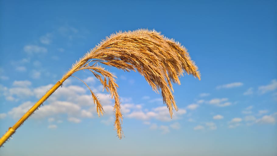 sky, nature, summer, winter, plant, crop, agriculture, cereal plant HD wallpaper