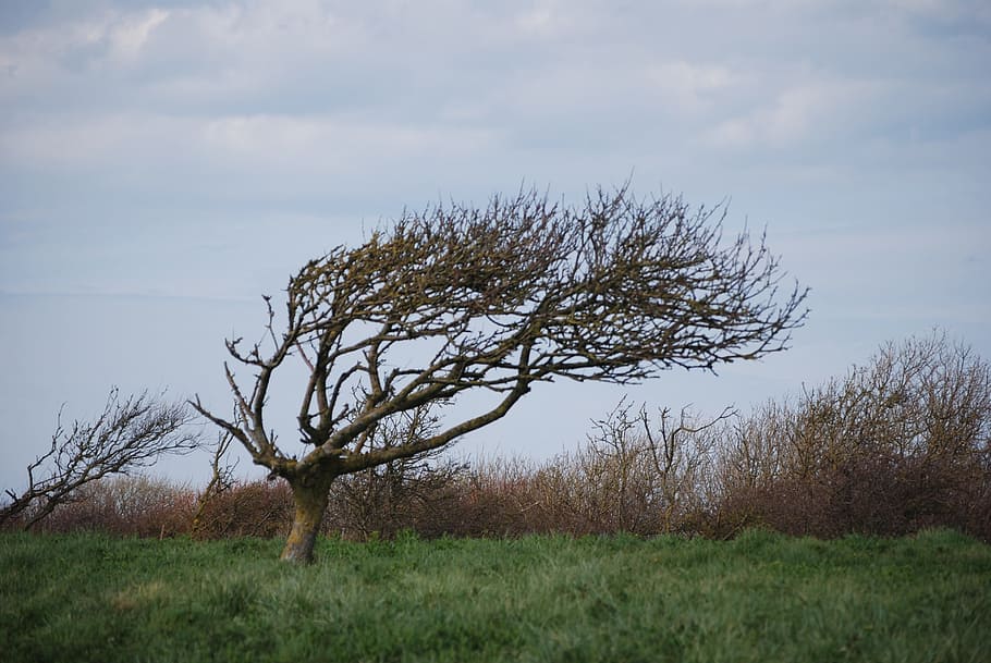 tree, wind, nature, landscape, fall, plant, sky, tranquility HD wallpaper