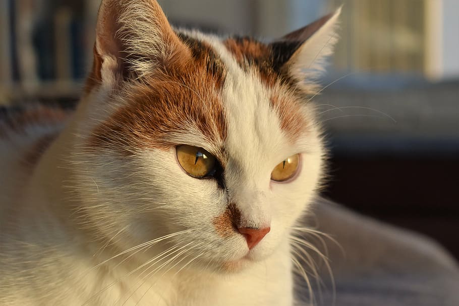 cat, white, animal, creature, pet, white cat, mieze, adidas HD wallpaper