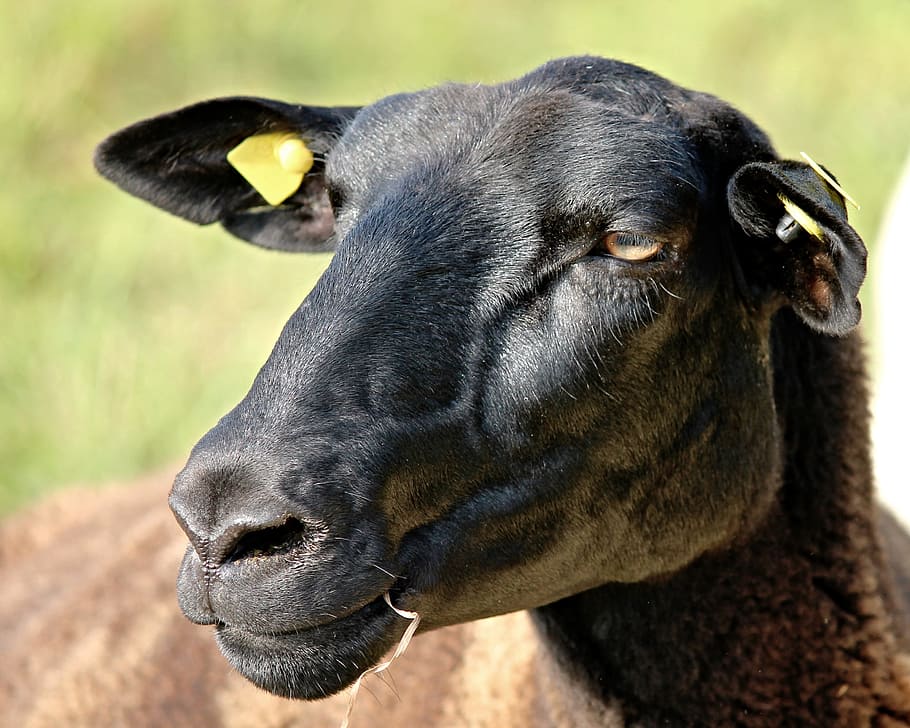 close-up photo of kid goat, sheep, portrait, sheepshead, black HD wallpaper