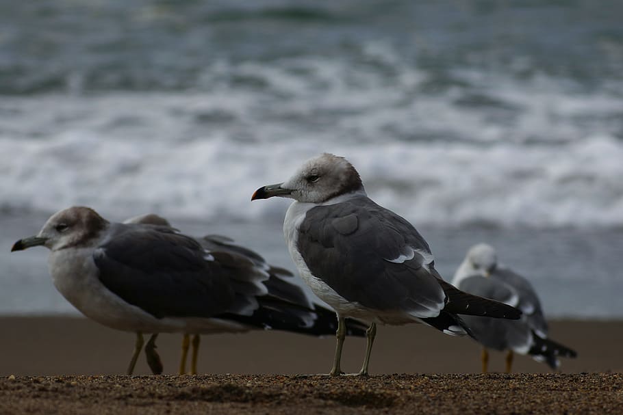 animal, sea, beach, wave, seabird, sea gull, seagull, break HD wallpaper