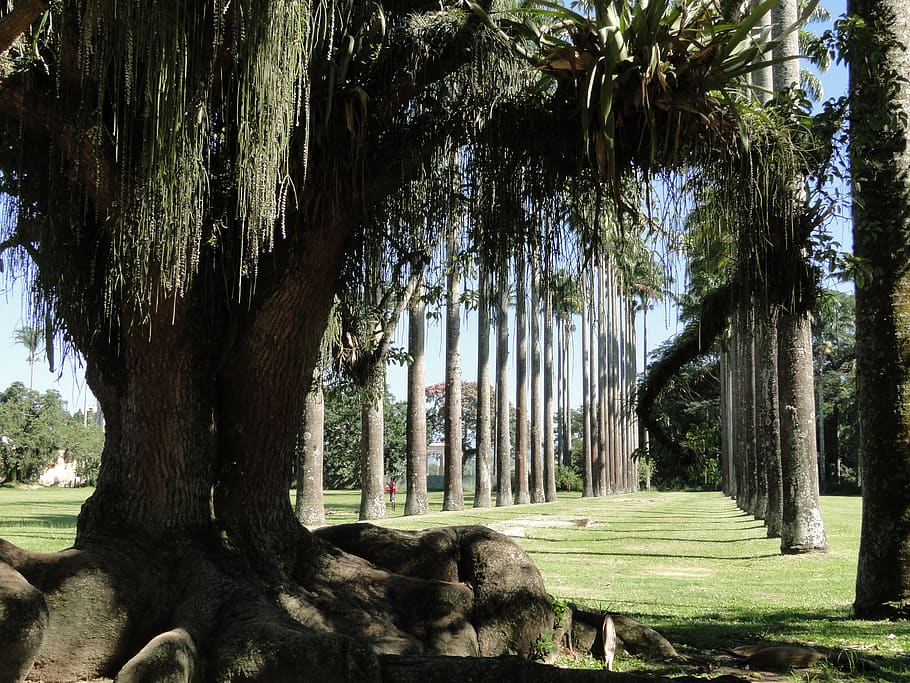 trunk, shadow, roots, palm trees, path, green, park, plant HD wallpaper