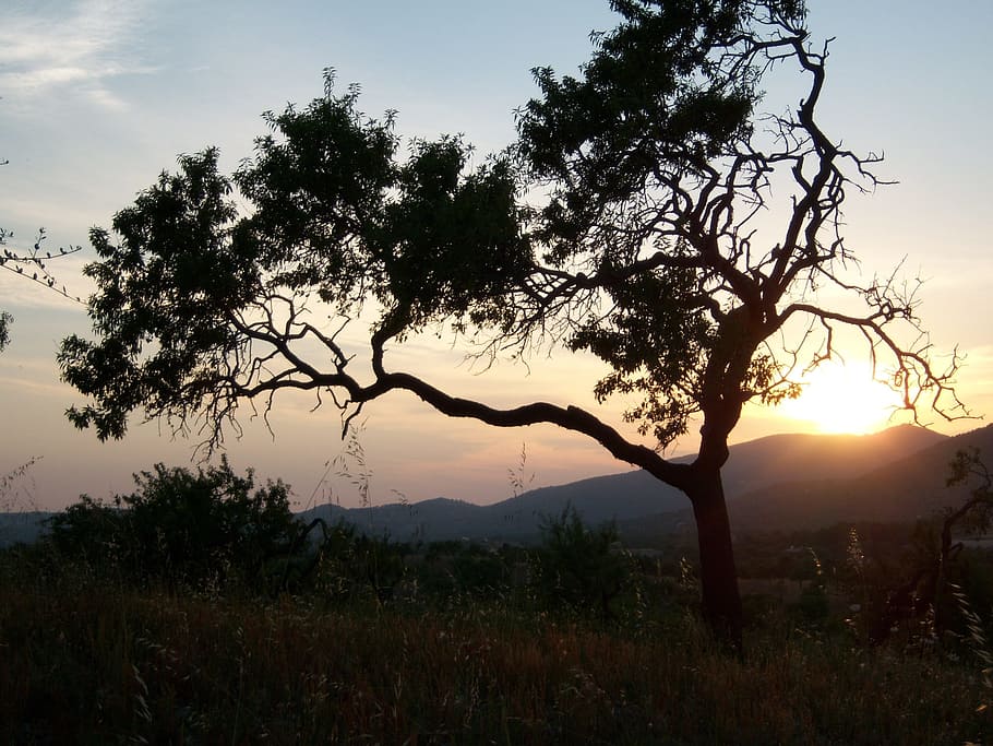 Tree, Sunset, Romance, abendstimmung, landscape, nature, dusk HD wallpaper