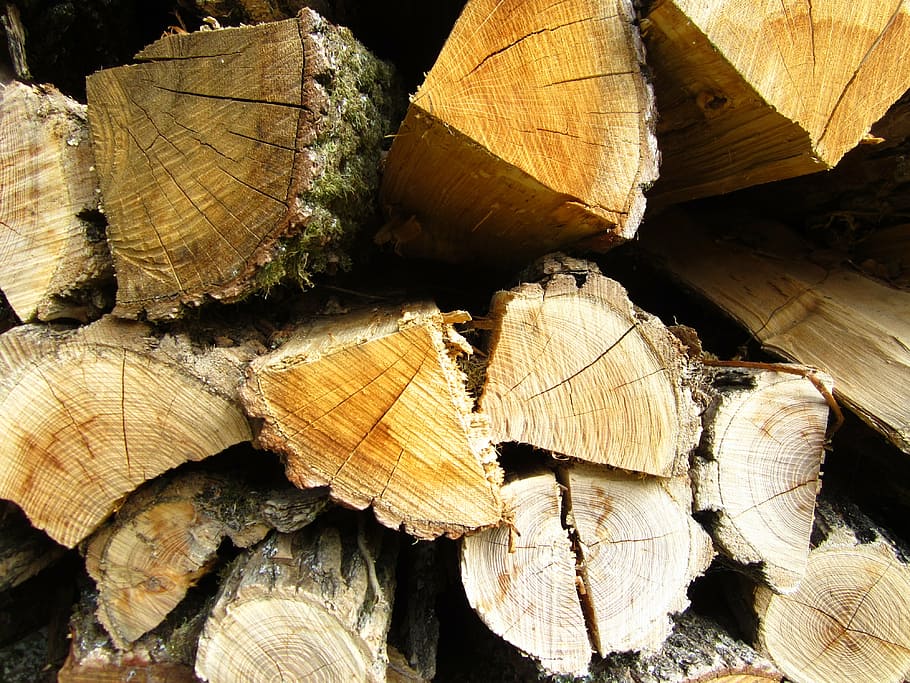 trunks, wood, forest, tribes, background, log, timber, firewood HD wallpaper