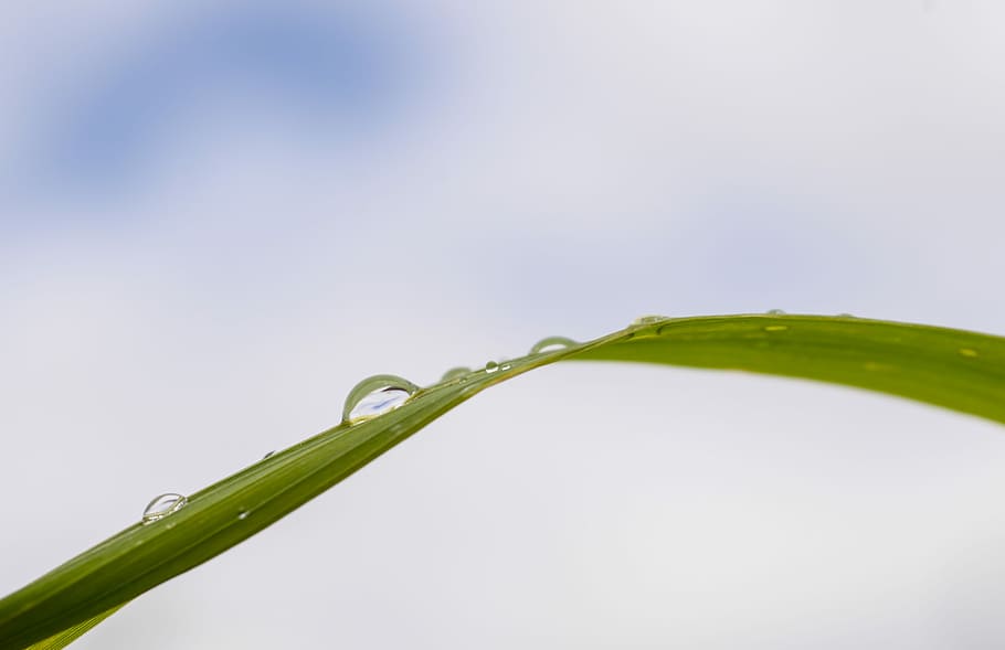 water, drop, reed, macro, blue, liquid, bubble, clean, splash HD wallpaper