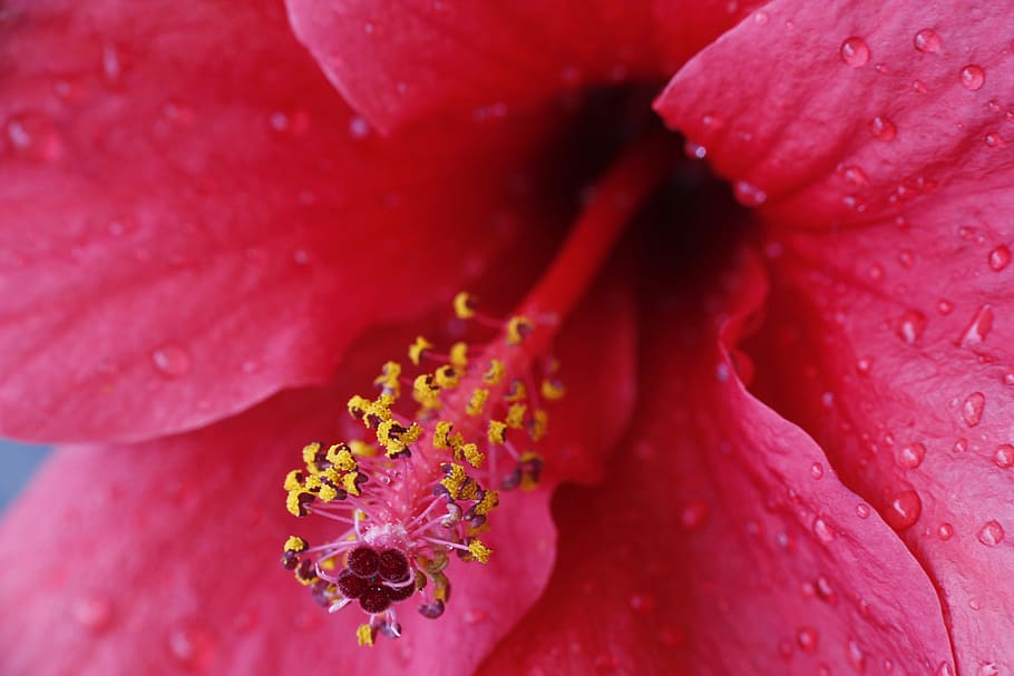pink, yellow, flower, macro, background, plant, green, doga HD wallpaper