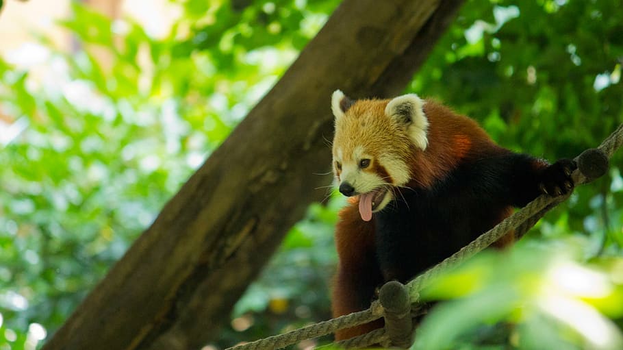 panda, tree, cute, zoo, nature, wildlife, adorable, animal HD wallpaper