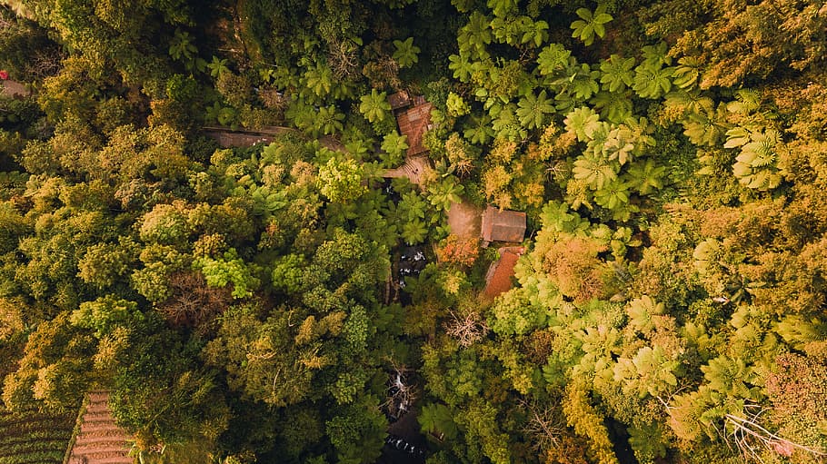 drone, landscape, aerial, tree, plant, growth, green color HD wallpaper