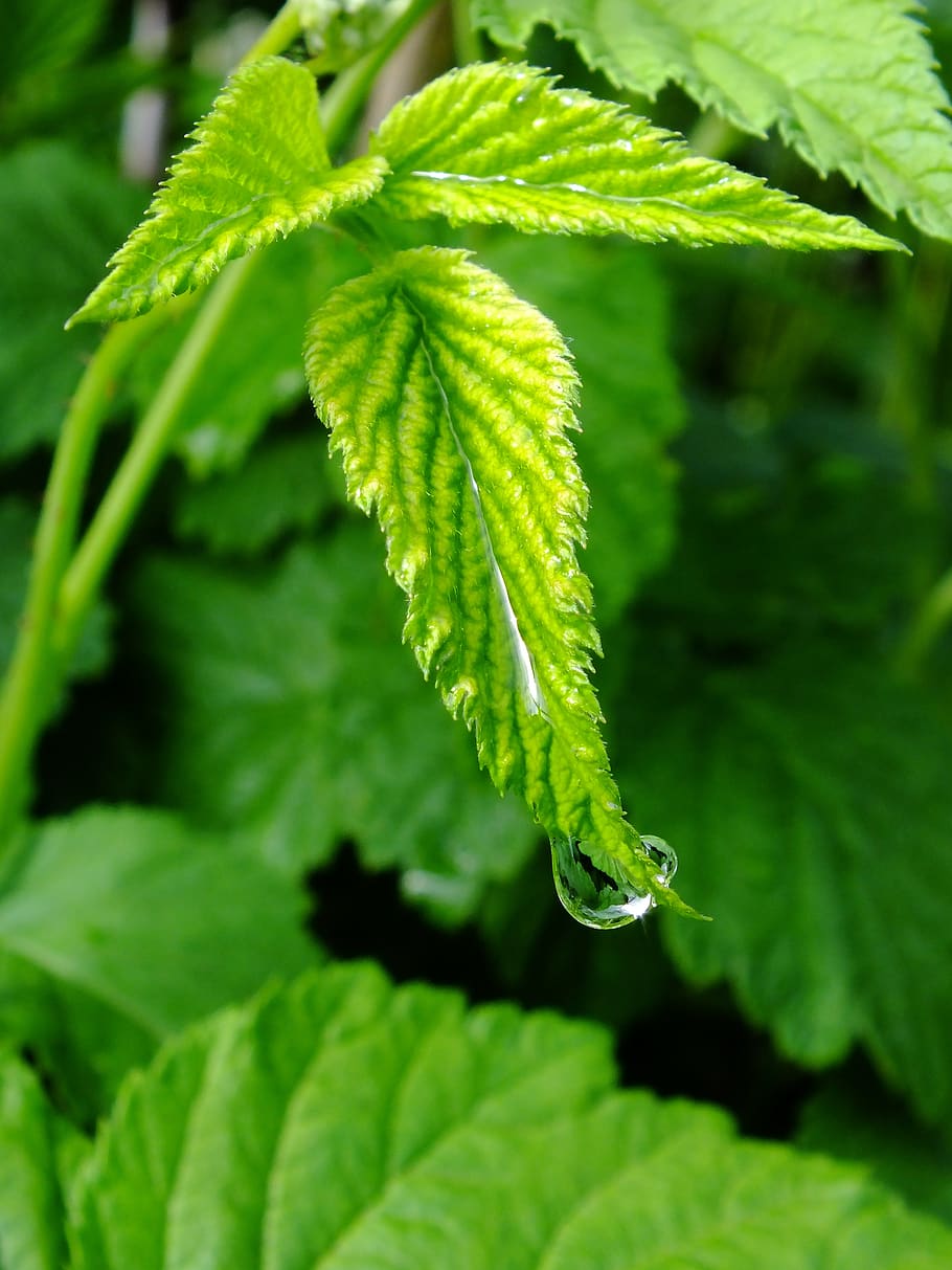 sheet, nature, plant, no one, shoots, grass, background, ecology HD wallpaper