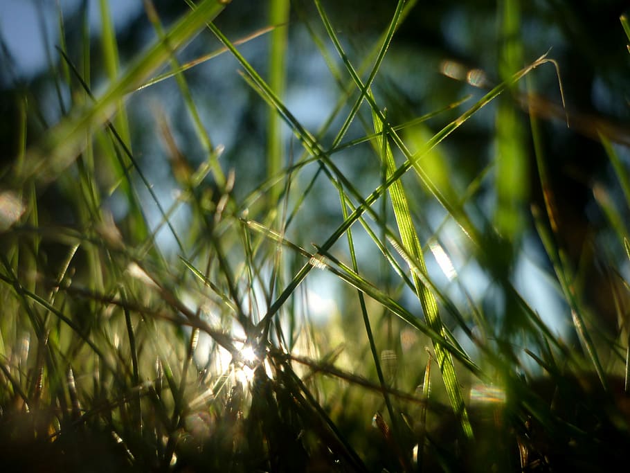 Light, Green, Gras, Summer, Sun, Garden, nature, growth, agriculture HD wallpaper