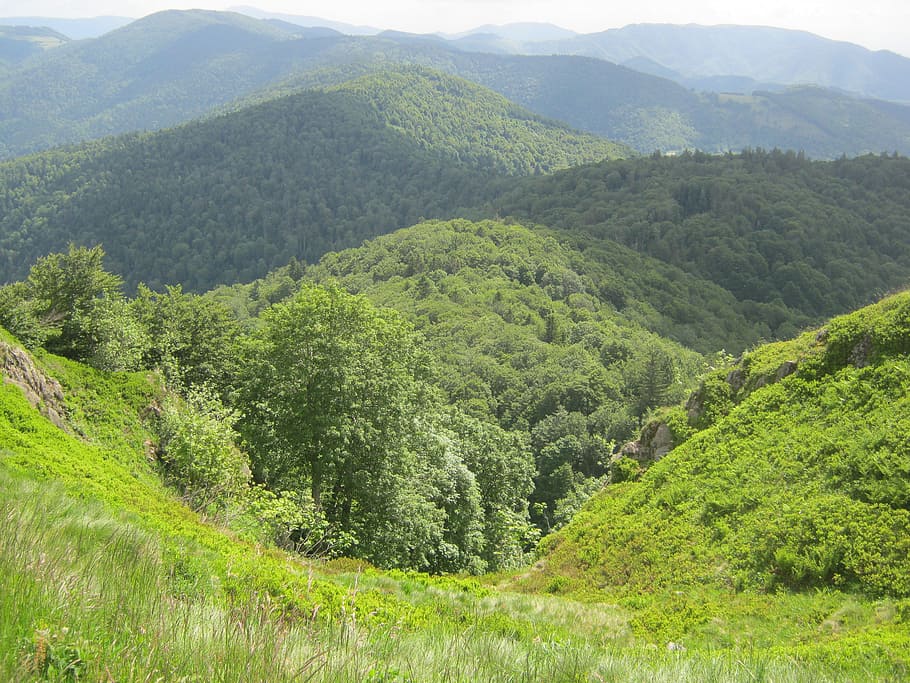 vosges, hill, forest, hiking, mountain, scenics - nature, tree HD wallpaper