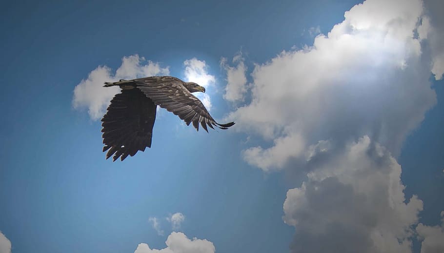 white tailed eagle, kummerower, lake, flying, one animal, spread wings HD wallpaper