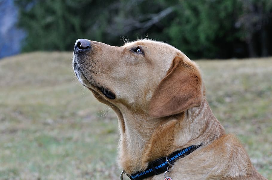 Dog, Labrador, Head, View, pets, retriever, animal, labrador Retriever HD wallpaper