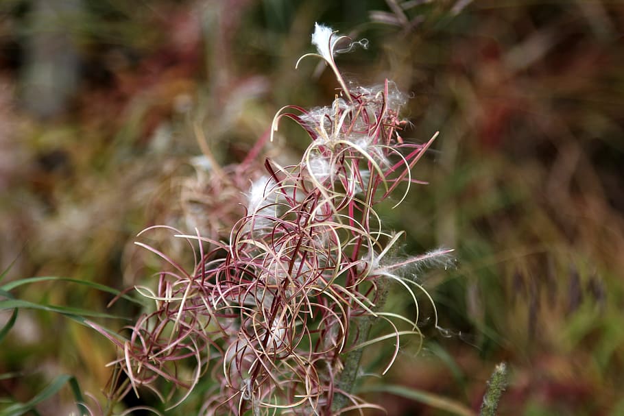 Fireweed, Fall, Seeds, Plant, Nature, autumn, red, bokeh, macro HD wallpaper
