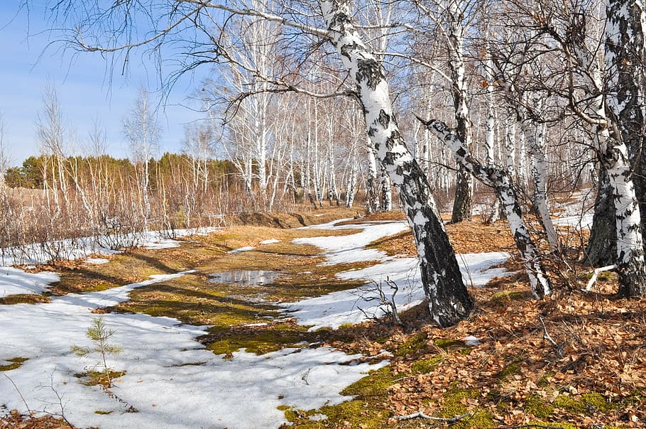 wide angle photo of leafless trees, nature, snow, forest, birch HD wallpaper