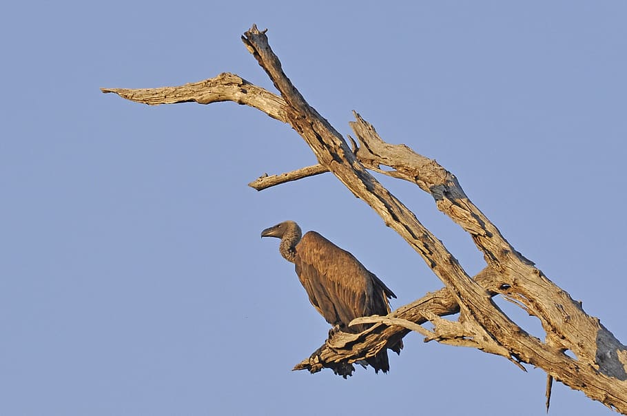 Vulture, Bird, animal wildlife, animals in the wild, no people HD wallpaper