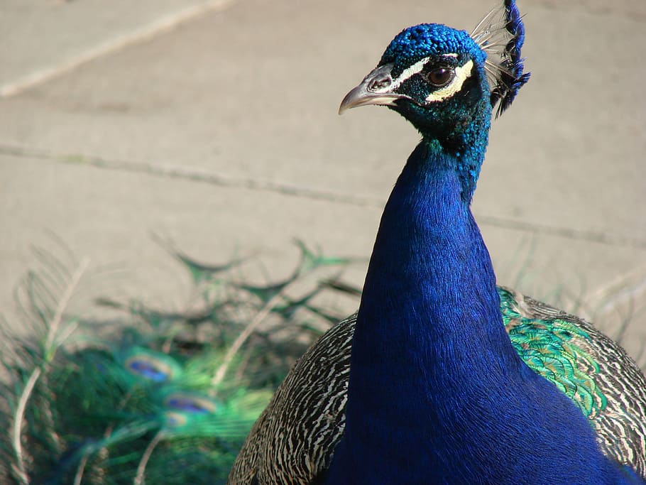 Peacock, Blue, Bird, Feather, Iridescent, color, plumage, head HD wallpaper
