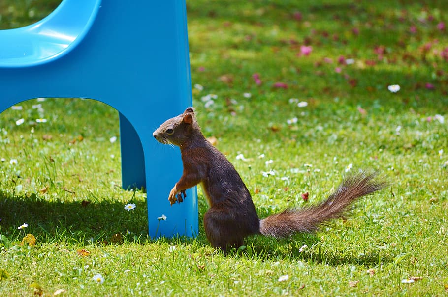 Squirrel, Nager, Rodent, Cute, Nature, cheeky, animal, garden HD wallpaper