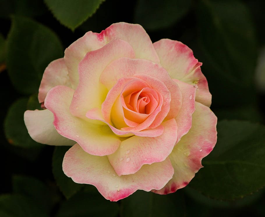 closeup photography of white and pink rose flower, varigated rose